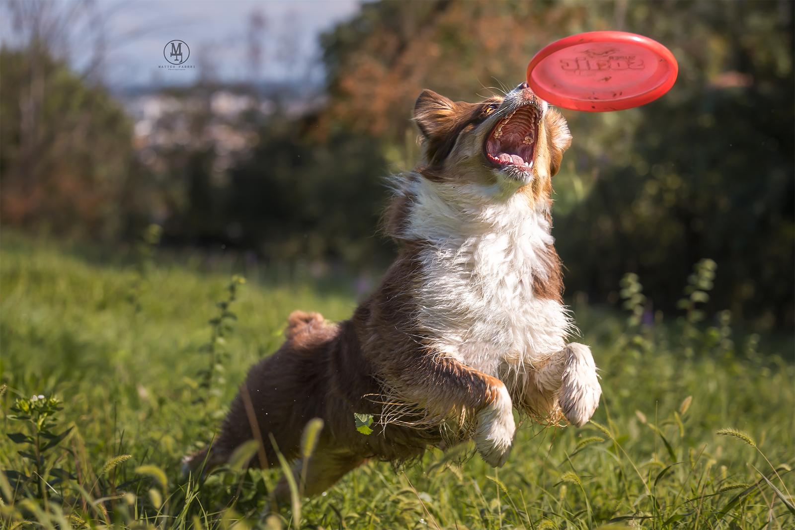 Cane pastore australiano in azione durante il gioco con il frisbee